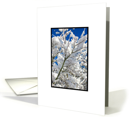 Christmas Holiday Snowy Tree Branch Peace Photograph card (825316)