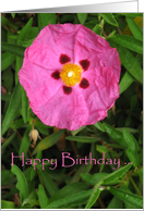 Happy Birthday Beautiful Pink Flower card