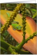 Gecko Lizard Island...