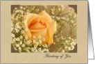 Peach Rose Thinking of You card