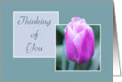 Thinking of You - Pink Tulip In The Rain card