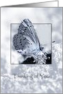 Thinking of you, Holly Blue Butterfly, If Thoughts Were Butterflies card