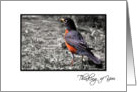 Thinking of You - Red Breasted Robin - Black Frame White Border card