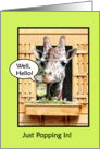 Funny Hello, Cute Giraffe Just Popping In Through Window, Green card