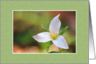 Trillium Flower - Blank card