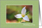 Thinking of You Trillium White Flower card