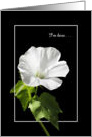 Clinical Depression - I’m Here - Rose Mallow Wildflower card