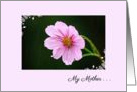 Thinking of You Estranged Mother Pink Cosmos In The Rain card