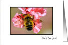 Don’t Bee Sick - Feel Better Soon - Cute Fuzzy Bee On Pink Flowers card