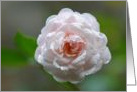 Soft Pale Pink Rose Covered In Sparkling Raindrops card