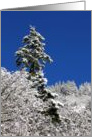 Tall Evergreen Tree On A Snow Covered Mountain With Blue Sky card