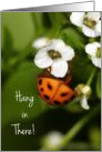 Little Spotted Ladybug Hang In There Encouragement card