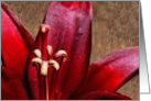 A Beautiful Red Lily With Raindrop Photograph For Any Occasion card