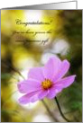 Congratulations On Custody - Pink Cosmos At Twilight card