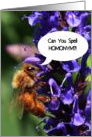 Spelling Bee Congratuations Funny Bee Can You Spell Homonym card