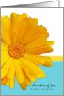 Thinking of You Brother Trendy Summer Blue And Yellow, Daisy card