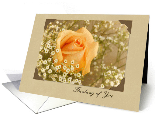 Peach Rose Thinking of You card (1292038)