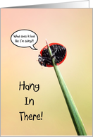 Funny Hang In There, Friend, Cute Ladbug Clinging To Blade Of Grass card