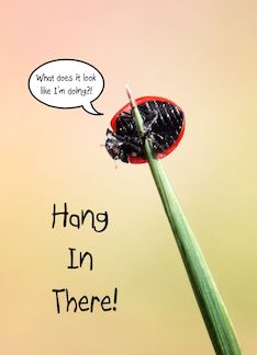 Funny Hang In There,...