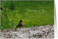 Thinking of You - Little Red Breasted Robin On A Rainy Day card