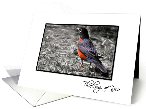 Thinking of You - Red Breasted Robin - Black Frame White Border card