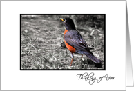 Thinking of You - Red Breasted Robin - Black Frame White Border card
