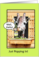Funny Hello, Cute Giraffe Just Popping In Through Window, Green card