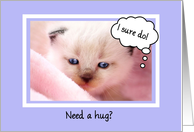 Cute Encouragement For Friend, Need A Hug? Siamese Kitten card