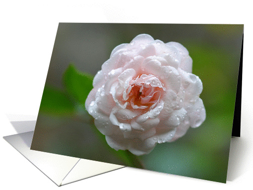 Soft Pale Pink Rose Covered In Sparkling Raindrops card (909496)