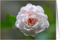 Soft Pale Pink Rose Covered In Sparkling Raindrops card