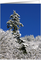 Tall Evergreen Tree On A Snow Covered Mountain With Blue Sky card