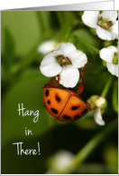 Little Spotted Ladybug Hang In There Encouragement card