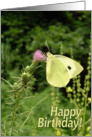 Birthday General - Butterfly On A Thistle card