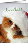 Buon Natale - Cat in Santa Hat card