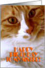 Happy Birthday Sister - Sweet Cat card