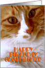Happy Birthday Granddaughter - Sweet Cat card