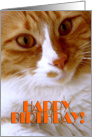 Happy Birthday - Sweet Cat card