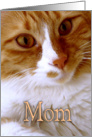 Happy Mother’s Day - Sweet Cat card