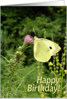 Birthday General - Butterfly On A Thistle card