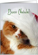 Buon Natale - Cat in Santa Hat card