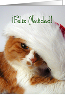 Feliz Navidad - Cat in Santa Hat card