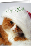 Joyeux Noël - Cat in...