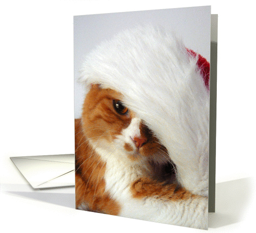 Christmas Cat Posing in Santa Hat card (877888)