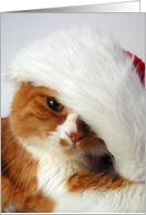 Christmas Cat Posing...