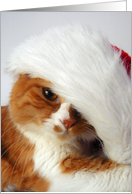Christmas Cat Posing in Santa Hat card