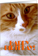 Happy Birthday - Sweet Cat card