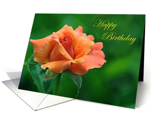 Rose Birthday card (961481)