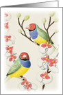 Gouldian Finch card