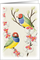 Gouldian Finch card