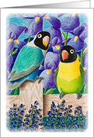 Black Faced Love Birds card